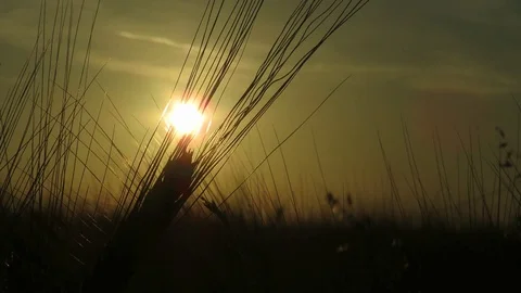Color of the sunset Stock Footage 111504491