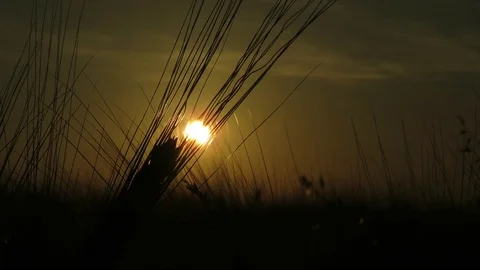 Color of the sunset Stock Footage 111504510