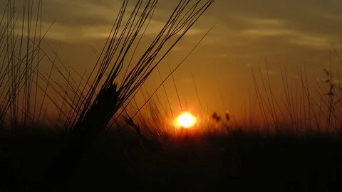 Color of the sunset Stock Footage 111504624