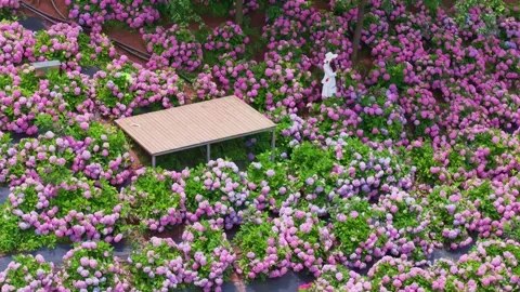 The color symphony of hydrangea sea under the clear sky of aerial photography Stock Footage 311755260