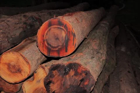 Color of Tree Cut Stock Photos