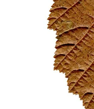 Color tree leaf macro texture. Abstract autumn leaf background Foto stock