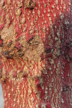 Color the trunk of the tree Stock Photos