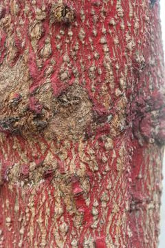 Color the trunk of the tree Stock Photos