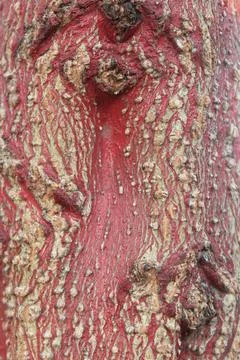 Color the trunk of the tree Stock Photos