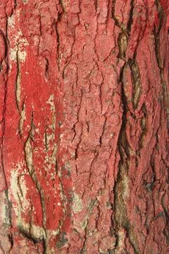 Color the trunk of the tree Stock Photos