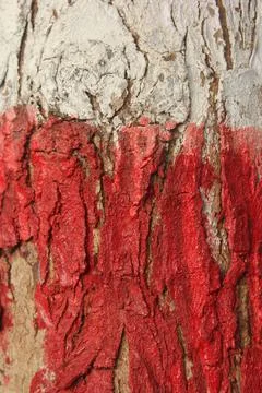 Color the trunk of the tree Stock Photos