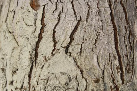 Color the trunk of the tree Stock Photos