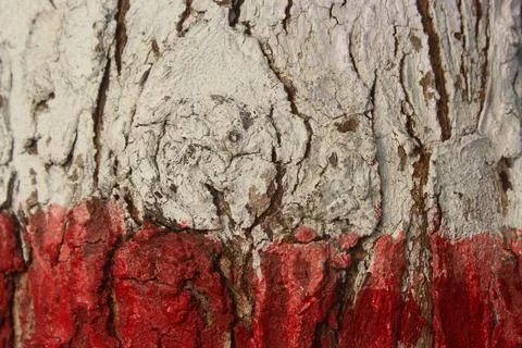 Color the trunk of the tree Stock Photos