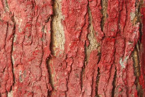 Color the trunk of the tree Stock Photos
