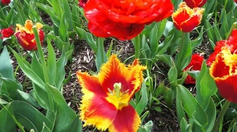 Color tulips Stock Footage 10915761
