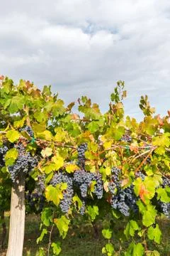 Color under the clouds Stock Photos