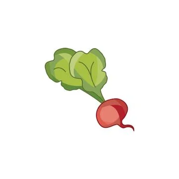Color vector illustration. Beet, beetroot on a white background Stock Illustration