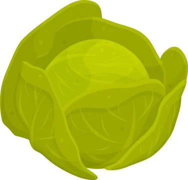 Color vector illustration of cabbage, proper nutrition, vegetarian food, ca.. Ilustración de archivo