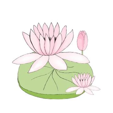 Color Vector illustration of lotus, bud and leaf on white background 스톡 일러스트