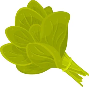 Color vector illustration of spinach, a bunch of spinach, herbs and vegetab.. Stock Illustration