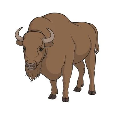 Color vector image of bison. Isolated object on white. Stock Illustration
