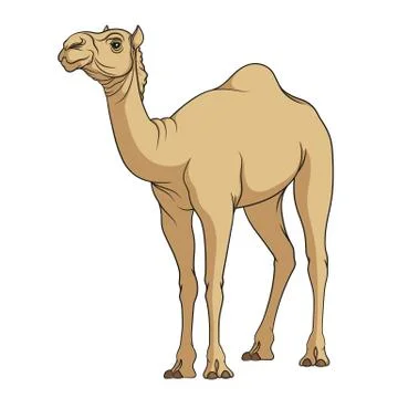 Color vector image of a camel. Isolated object on a white. Stock Illustration