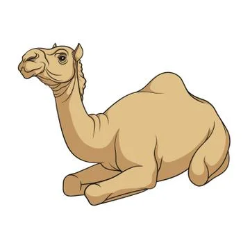 Color vector image of a camel. Isolated object. Stock Illustration