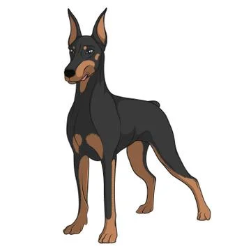Color vector image of a Doberman. Isolated object. Stock Illustration