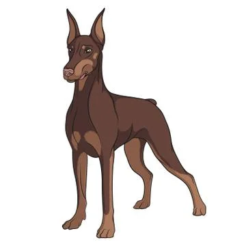 Color vector image of a Doberman. Isolated object. Stock-Illustration