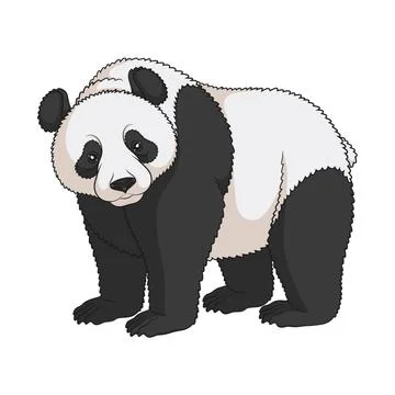 Color vector image of a panda. Isolated object. Stock Illustration