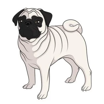 Color vector image of a pug. Isolated object. Stock Illustration