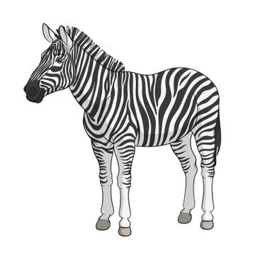 Color vector image of a zebra. Isolated object. Stock Illustration