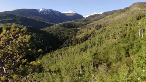 Colorado aerial through pine trees to show snow capped mountains in summer Stock Footage 194286502