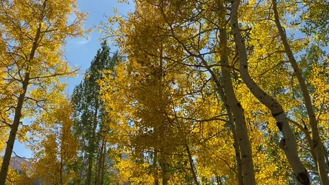 Colorado Aspens 01 Video stock 148660177