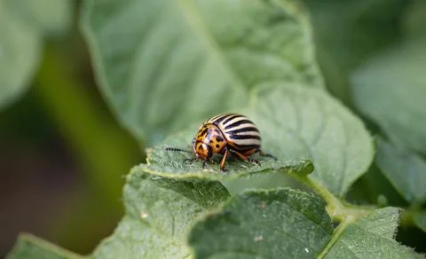 Colorado beetle bug crawling on leaf of potato plant. Close-up of insect pest. 스톡 사진