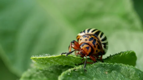 Colorado beetle bug eating leaf of potato plant in 4K VIDEO. Stock Footage 156662954