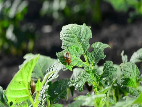 Colorado beetle is climbing over a damaged leaf of a potato plant Stock Footage 89662732