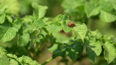 Colorado beetle eats green potato bushes Stock Footage 136884142