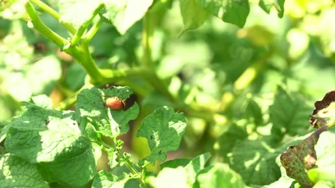 Colorado beetle eats green potato bushes Stock Footage 136884153