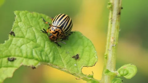 Colorado beetle eats potato leaf in close-up Vidéo 124516628