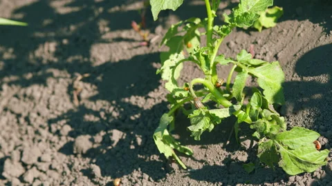 Colorado beetle eats a potato leaves. Colorado beetle eggs. Parasites destroy a 動画素材 204809215