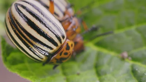 Colorado beetle eats potato sprouts Stock Footage 247559459