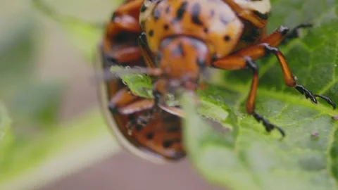 Colorado beetle eats potato sprouts Stock Footage 249379283
