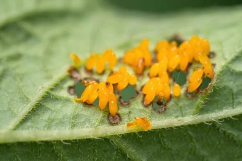 Colorado beetle eggs on bottom side of leaf of potato plant. Fotos de archivo