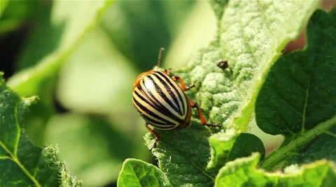Colorado beetle Stock Footage 24867839
