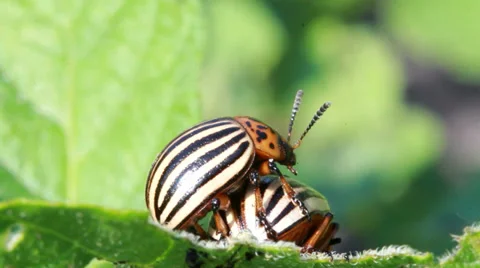 Colorado beetle 스톡 동영상 39464825