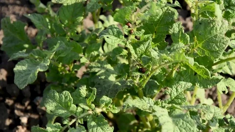 Colorado beetle Stock Footage 91039959