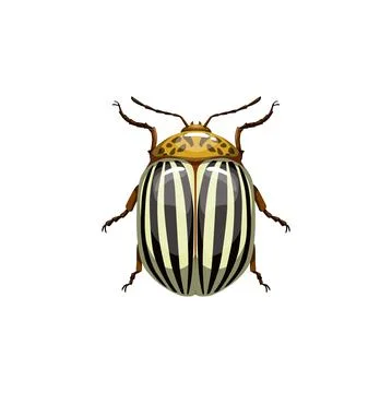 Colorado beetle, insect parasite bug pest control Illustration