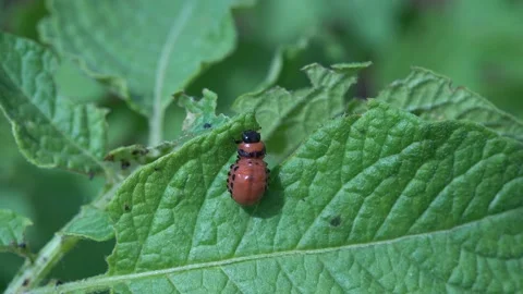 Colorado beetle larva eats potato leaves Stock Footage 156432435