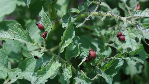 Colorado beetle larvae eats potato leaves Stock Footage 156716133