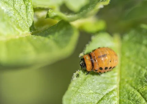 Colorado beetle on a leaf Stock Photos