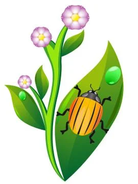 Colorado beetle on leaf potato Ilustración de archivo