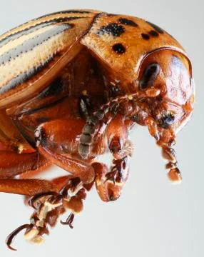 Colorado beetle macro Stock Photos