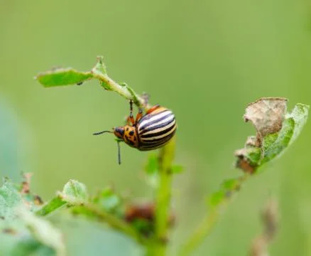 Colorado beetle Stock Photos